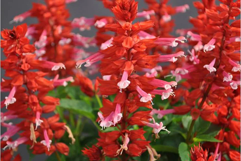 Salvia-Grandstand-Red-Pink-Lipstick