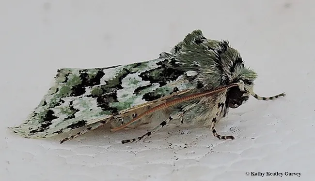 Side view of the Feralia februalis, a late-winter noctuid. (Photo by Kathy Keatley Garvey)