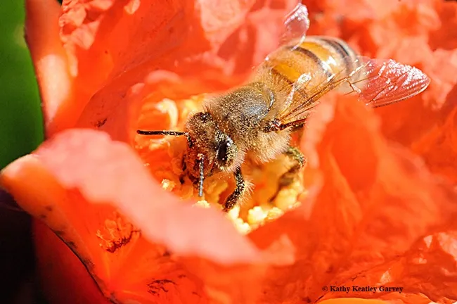 A honey bee pollinating a pomegranate blossom. (Photo by Kathy Keatley Garvey)
