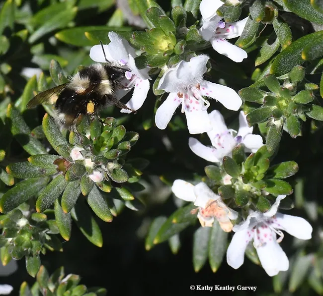 A black-tailed bumble bee, Bombus Bombus melanopygus, foraging on Westringia in Vallejo. (Photo by Kathy Keatley Garvey)