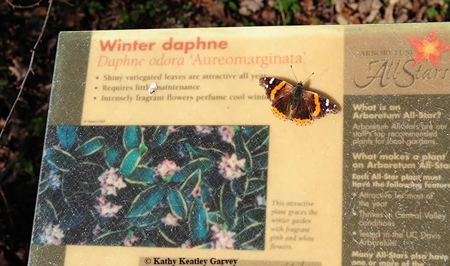 Red Admiral, Vanessa atalanta, basking on a daphne sign in the Storer Garden, UC Davis Arboretum and Public Gardens, on Jan. 28. (Photo by Kathy Keatley Garvey)
