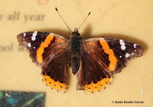 Close-up of the Red Admiral. It's looking a little tattered but it's the dead of winter, Jan. 28. (Photo by Kathy Keatley Garvey)