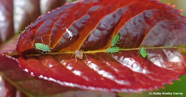 Lady beetles, where are you? Here's dinner! Aphids use their long slender mouthparts to pierce plant parts and suck the juices. (Photo by Kathy Keatley Garvey)