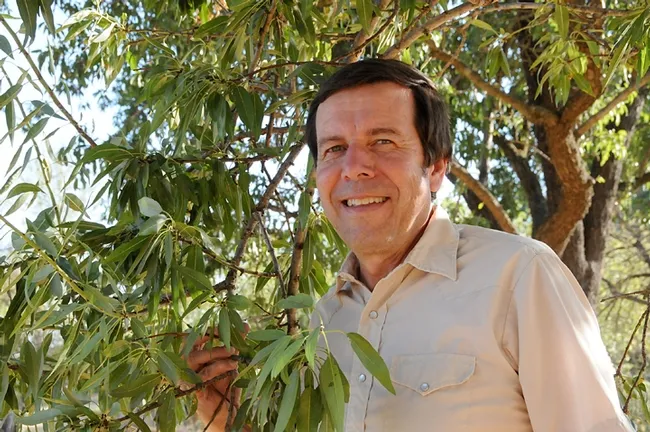 Integrated pest management specialist Frank Zalom, UC Davis distinguished professor, by an almond tree. (Photo by Kathy Keatley Garvey)