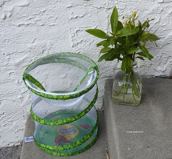 The monarch starter set: a zippered, meshed habitat, and a sturdy, broad-based, narrow-necked bottle. Fill with water and milkweed and add monarch caterpillars. (Photo by Kathy Keatley Garvey)
