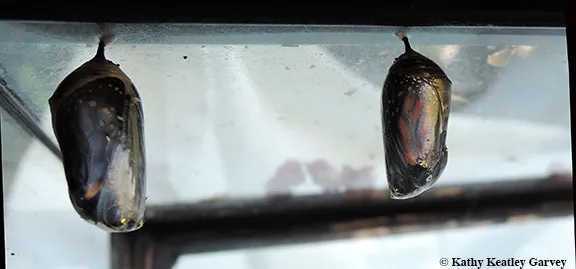 Monarchs are about to eclose from these chrysalids. You can see them inside. (Photo by Kathy Keatley Garvey)