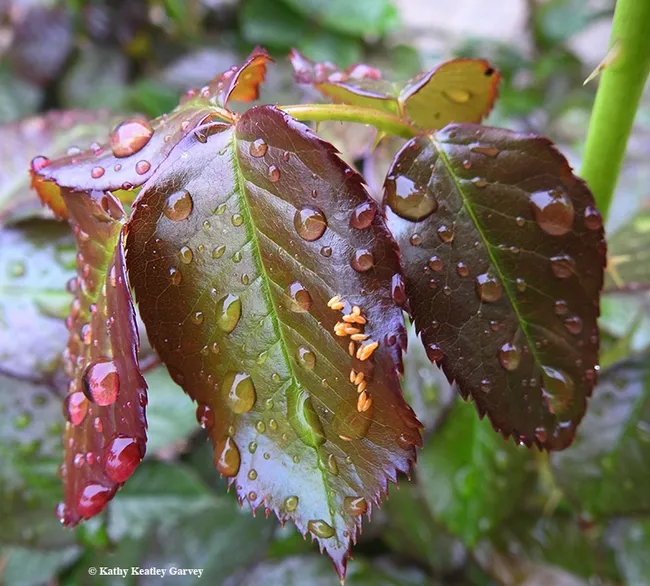 Rain-soaked lady beetle eggs on the first day of spring, March 20, in Vacaville, Calif. (Photo by Kathy Keatley Garvey)