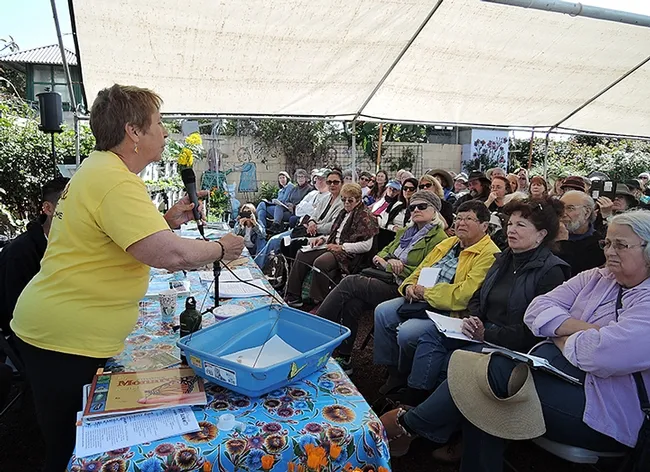 UC Master Gardener Suzanne Clarke of Sonoma County urges "Plant milkweed and the monarchs will come." (Photo by Kathy Keatley Garvey)