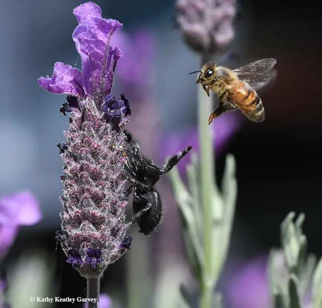 A honey bee narrowly avoids the outstretched jumping spider, a Phidippus audax. (Photo by Kathy Keatley Garvey)