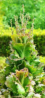 Lettuce bolting--going to seed