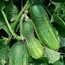 Cukes