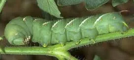 Tomato hornworm