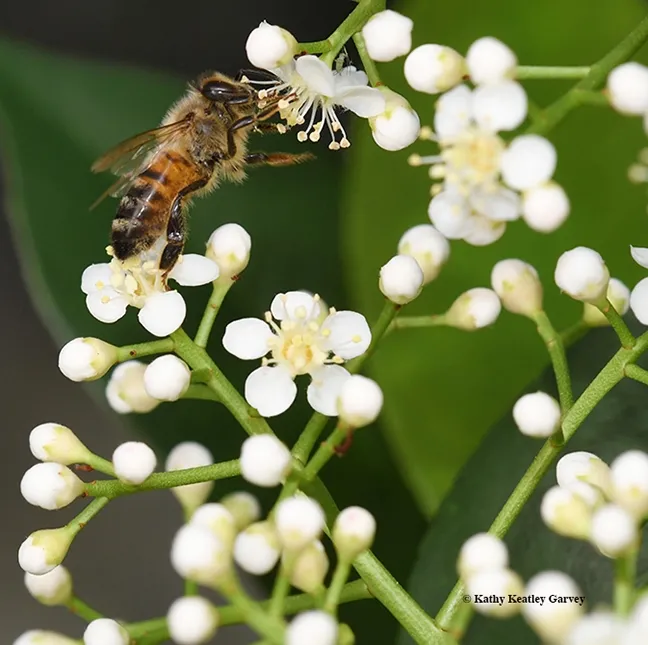 A honey bee "stands upright" to reach the nectar on a Photinia blossom. (Photo by Kathy Keatley Garvey)