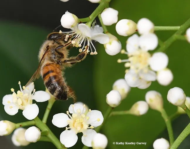 Okay, I'll buzz over to it. (Photo by Kathy Keatley Garvey)
