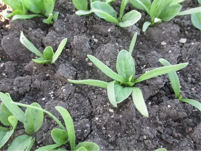 Photo 2. 2.0 pints/A Spin-Aid evening application