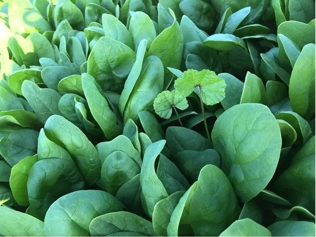 Photo 4. Healthy malva in untreated plot