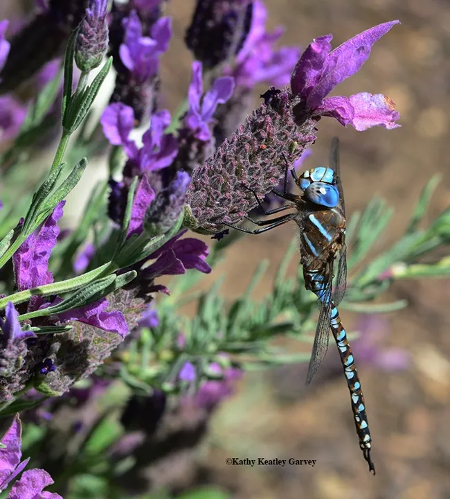 A Rhionaeschna multicolor blue-eyed darner, Aeshna multicolor, soaking up sun on a Spanish lavender in Vacaville, Calif. (Photo by Kathy Keatley Garvey)