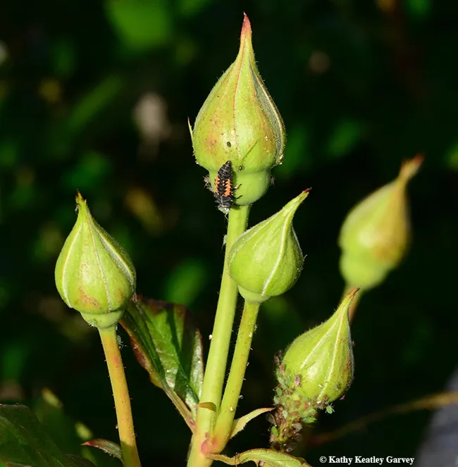 From a distance, you can see the ladybug larva and a lot of aphids on this yellow rose. (Photo by Kathy Keatley Garvey)