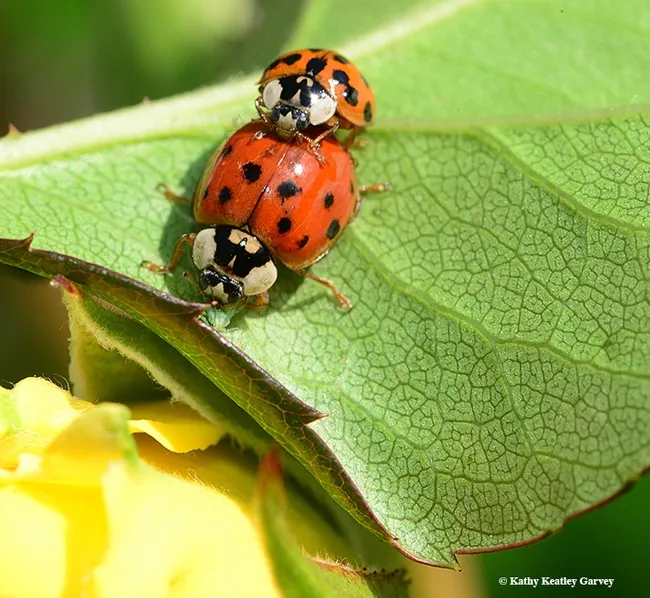 The view is better over here. I think I see an aphid. (Photo by Kathy Keatley Garvey)