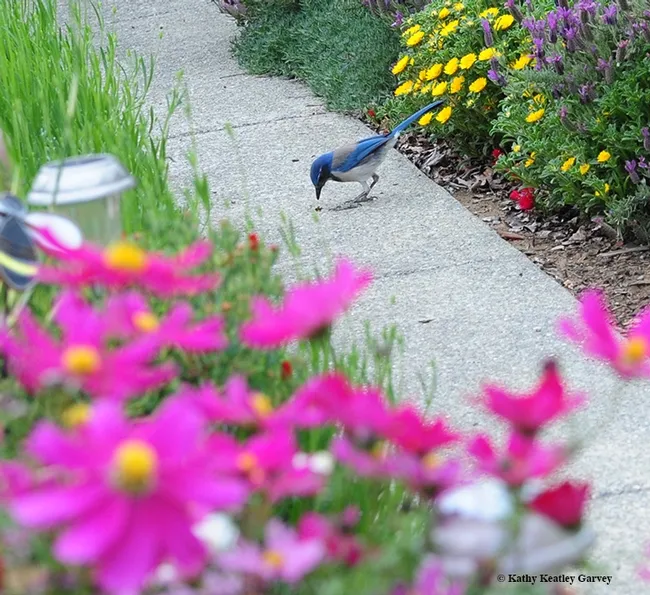 A California scrub jay nails a honey bee. (Photo by Kathy Keatley Garvey)