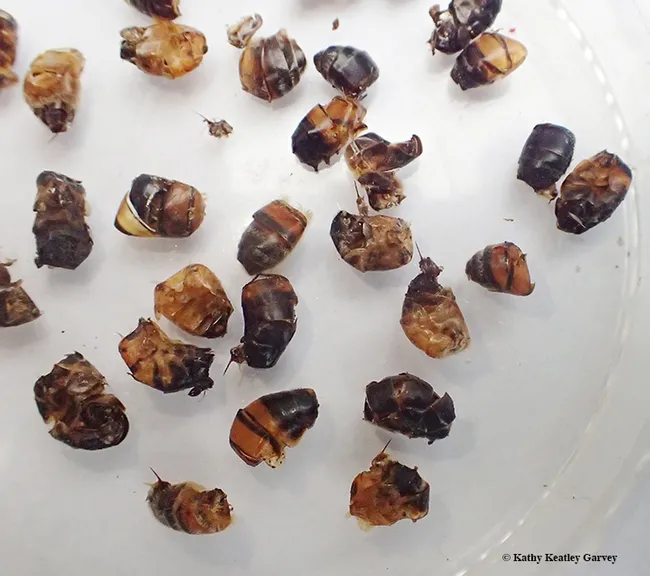 On UC Davis Picnic Day, scrub jays had a picnic of their own in the author's yard, decapitating honey bees, and leaving behind the abdomens. Note the stingers. (Photo by Kathy Keatley Garvey)