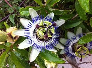 Passiflora caerulea