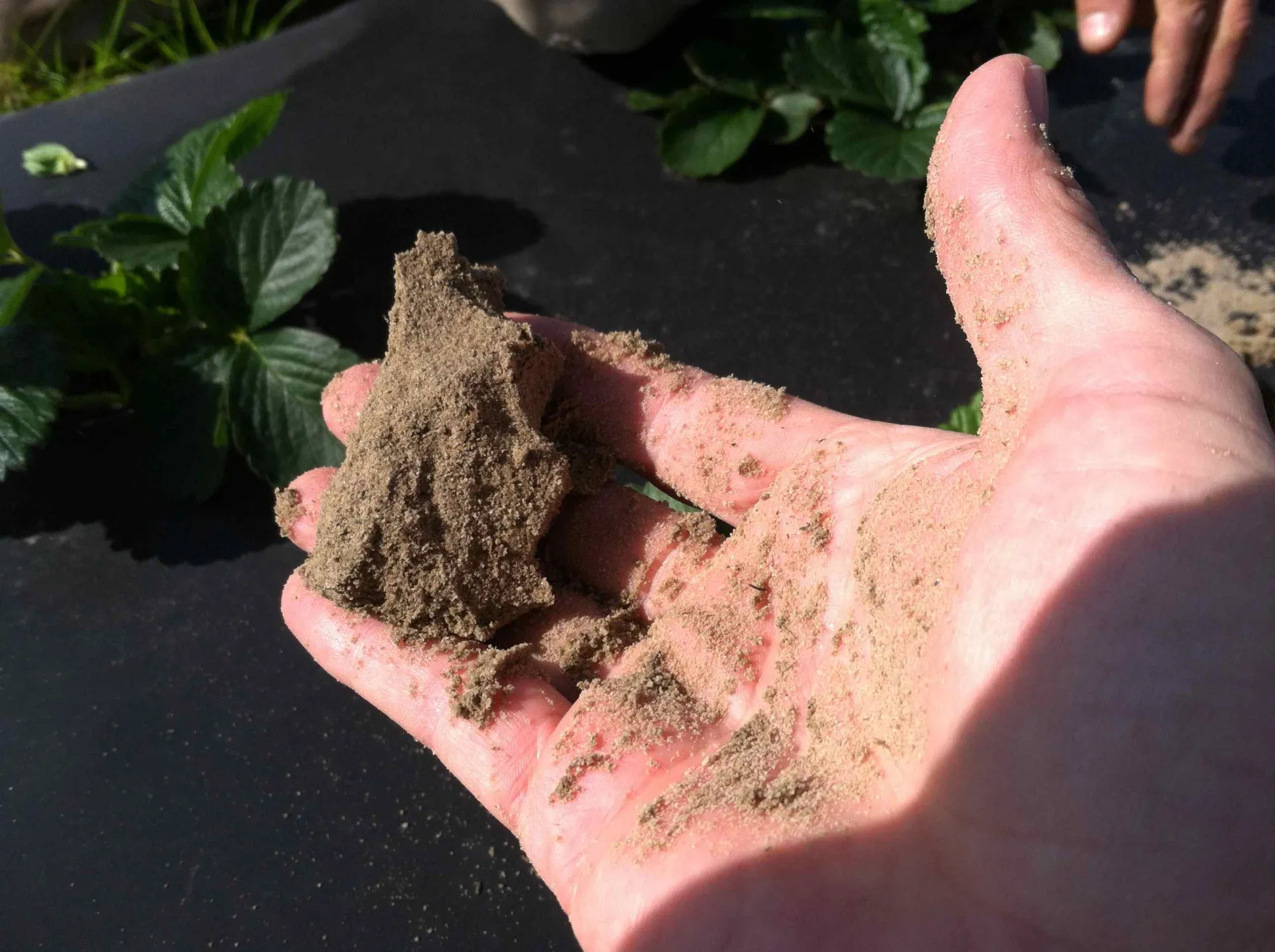 Testing soil moisture