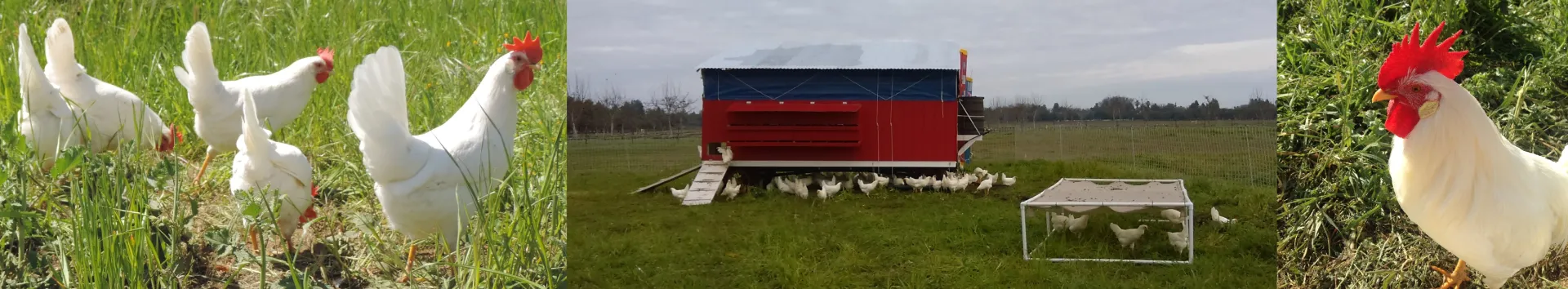 demo.coop.banner_III