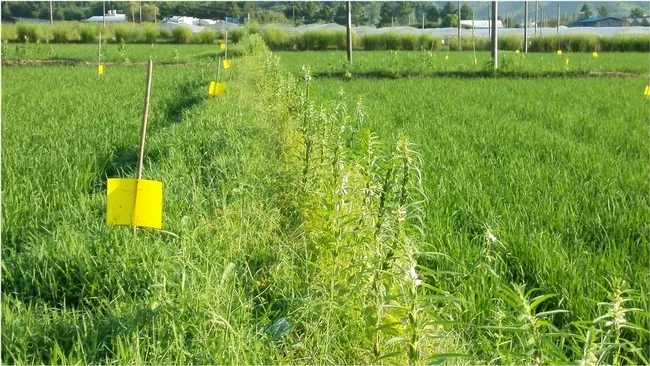 This photo shows sesame and the grass, Leersia sayanuka, planted together along a rice field edge in China. Sesame is important because it provides pollen and nectar for the parasitoids. (Photo courtesy of Zhongzian Lu)