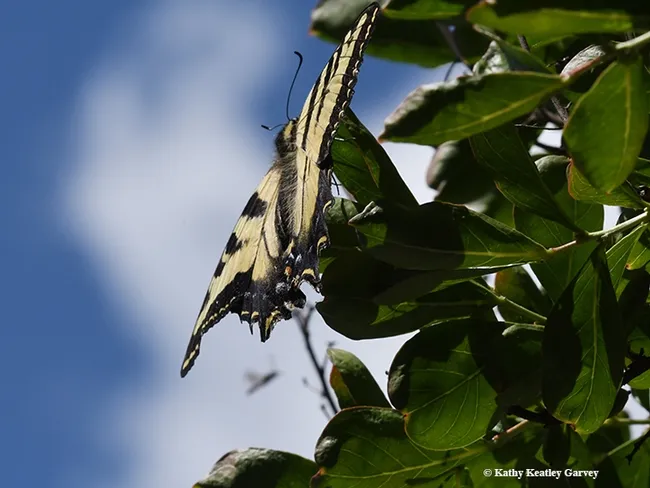 An insect, probably a bee, flies near the Western tiger swallowtail. (Photo by Kathy Keatley Garvey)