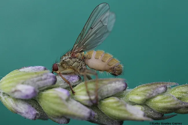 This golden dung fly, dead, was found on lavender next to live flies. Art Shapiro, UC Davis distinguished professor of evolution and ecology, looked at its swollen belly and said it died "from entomophagous fungus--perhaps the same one that 'glues' houseflies to window panes."(Photo by Kathy Keatley Garvey)