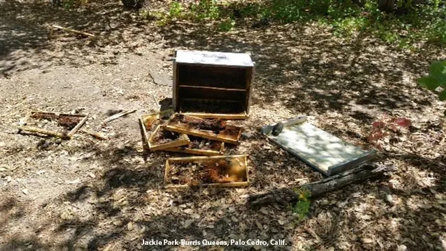 This is what bear damage to a hive looks like. This photo was provided by Jackie Park-Burris of Palo Cedro, who owns Jackie Park-Burris Queens. (Photo courtesy of Jackie-Park Burris)