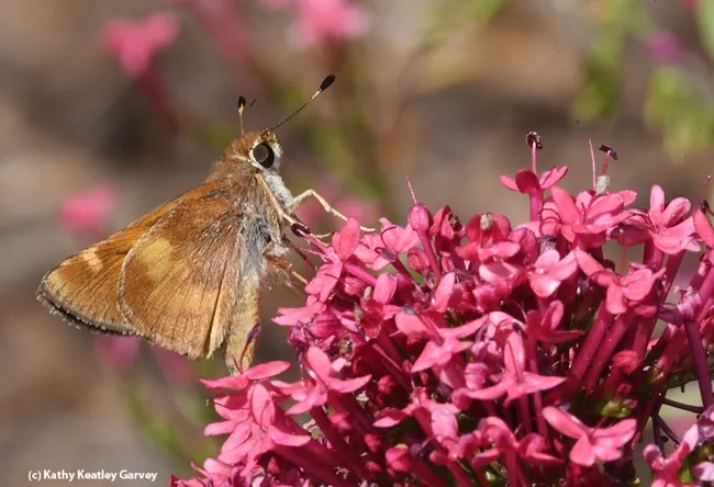 bugsquadskipper 4406