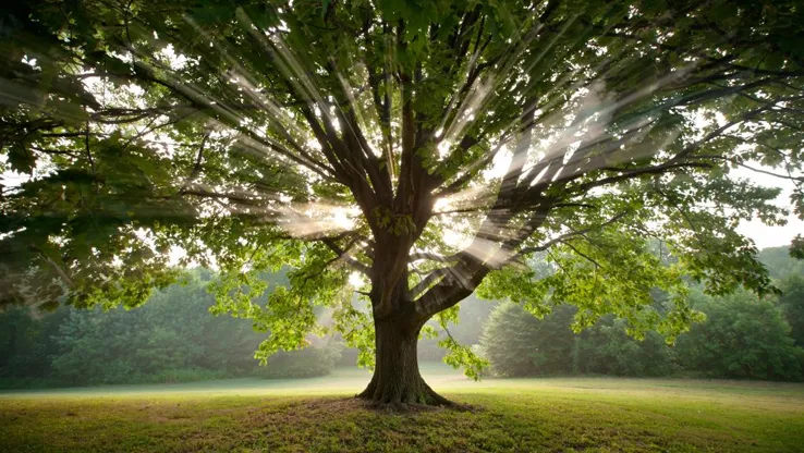 Rotary Tree Planting