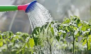 Watering