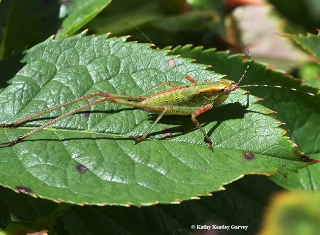 A katydid nymph on a rose leaf. The nymphs re wingless and have black and white banded antennae, according to UC IPM.(Photo by Kathy Keatley Garvey)