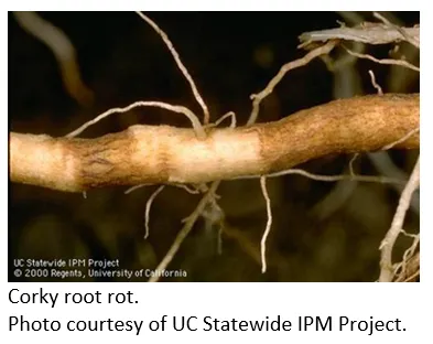 corky root rot