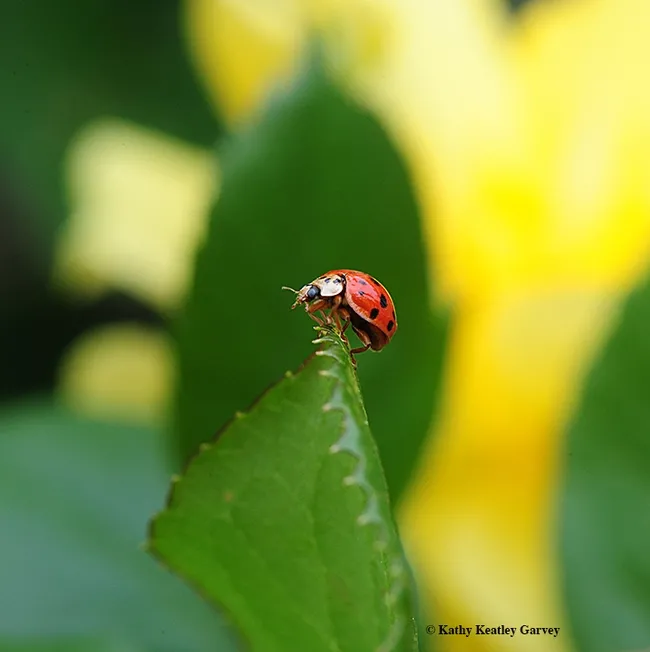 The lady beetle larva (first photo) grew to an adult like this one. This is an Asian lady beetle. Regarding cannibalism, monarch caterpillars can and do eat one another. (Photo by Kathy Keatley Garvey)