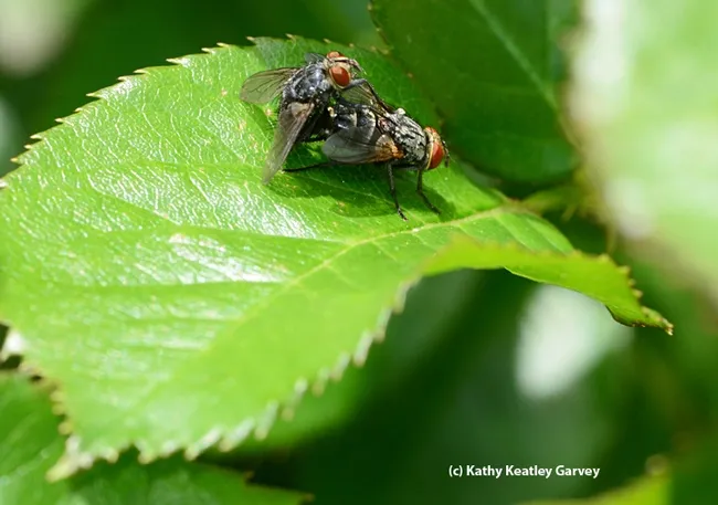 Time for a June wedding--an insect wedding photo. These are tachinid flies on a rose leaf. (Photo by Kathy Keatley Garvey)