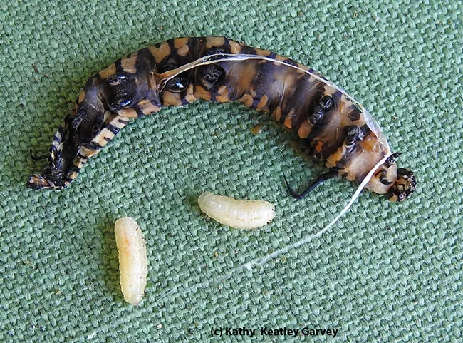 Tachinid fly maggots emerging from their host, a monarch caterpillar. (Photo by Kathy Keatley Garvey)