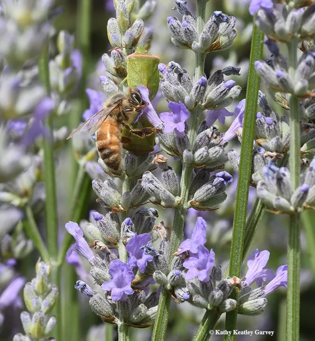 The honey bee ignores the stink bugs and sips nectar. (Photo by Kathy Keatley Garvey)