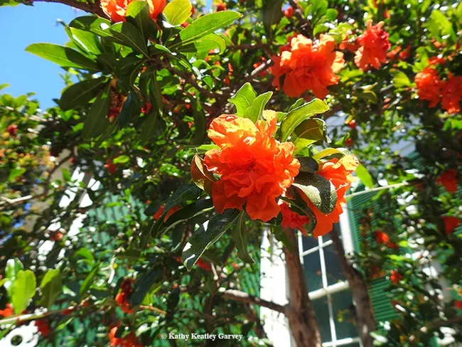 A pomegranate tree with double-blossoms graces the grounds of the Benicia State Capitol and draws honey bees and other insects. (Photo by Kathy Keatley Garvey)