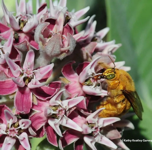Close-up of the male Valley carpenter bee's tongue or proboscis. (Photo by Kathy Keatley Garvey)