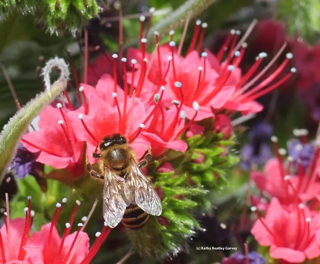 Honey bee wings glisten in the early morning sun. The tower of jewels is sometimes "the tower of bees." (Photo by Kathy Keatley Garvey)