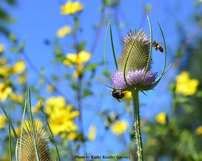 A bumble bee and honey bee share teasel in the pollinator garden of Kate and Ben Frey, Hopland. (Photo by Kathy Keatley Garvey)