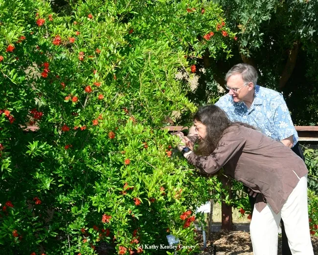 Entomologist May Berenbaum photographs a bee on a pomegranate tree at the UC Davis bee garden, the Häagen-Dazs Honey Bee Haven, during her May 2014 visit to the campus. With her is Extension apiculturist Eric Mussen, now retired. (Photo by Kathy Keatley Garvey)