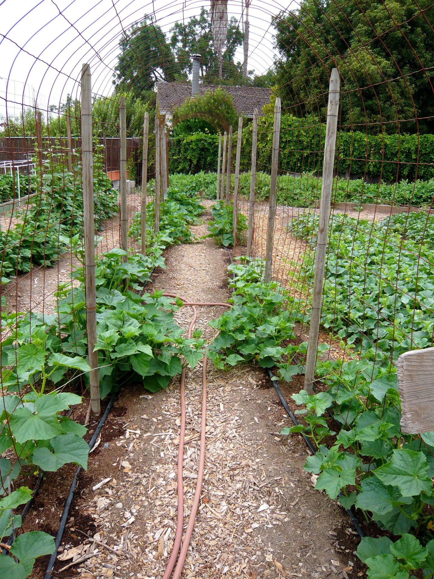 Wire arbor arches over a garden path lined with raised beds of green plants, leading toward a rustic building surrounded by greenery.
