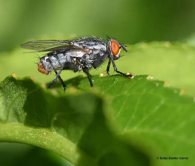A male flesh fly (Sarcophagidae) "very likely genus Sarcophaga," according to senior insect biosystematist Martin Hauser of of the Plant Pest Diagnostics Branch, California Department of Food and Agriculture. Photo taken on a nectarine plant in Vacaville, Calif. (Photo by Kathy Keatley Garvey)