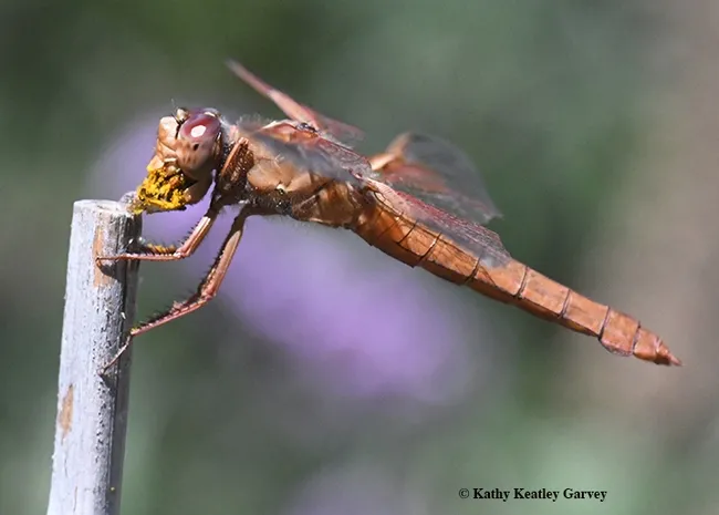 Beneath all of that pollen is a female sweat bee, the prey of this red flameskimmer. (Photo by Kathy Keatley Garvey)