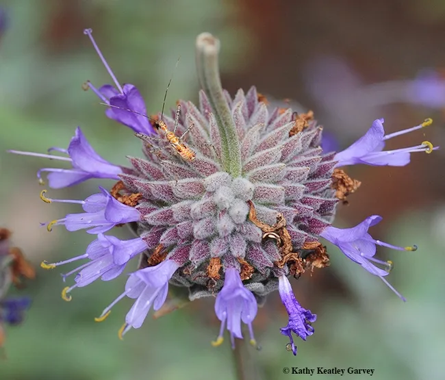 Can you find the nymph assassin bug on this Cleveland sage? This bug belongs to the genus Zelus. (Photo by Kathy Keatley Garvey)